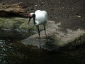 Red-Crowned Crane